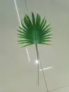 الفص كواي details Picture